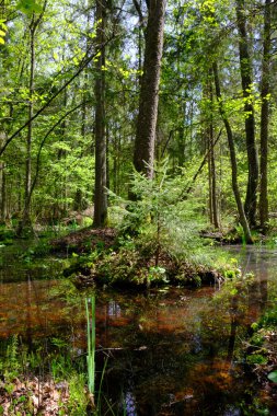 Ağaçların, Bialowieza Ormanı 'nın, Polonya' nın ve Avrupa 'nın etrafında duran suyla bahar zamanı alder-bataklık güneşli ormanı