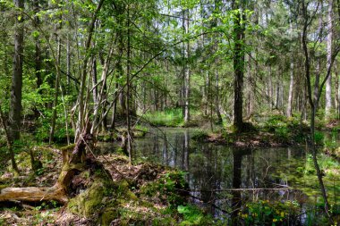 Ağaçların, Bialowieza Ormanı 'nın, Polonya' nın ve Avrupa 'nın etrafında duran suyla bahar zamanı alder-bataklık güneşli ormanı