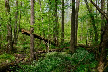 Ağaçların, Bialowieza Ormanı 'nın, Polonya' nın ve Avrupa 'nın etrafında duran suyla bahar zamanı alder-bataklık güneşli ormanı