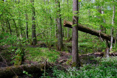 Ağaçların, Bialowieza Ormanı 'nın, Polonya' nın ve Avrupa 'nın etrafında duran suyla bahar zamanı alder-bataklık güneşli ormanı