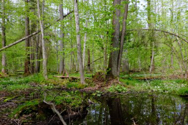 Ağaçların, Bialowieza Ormanı 'nın, Polonya' nın ve Avrupa 'nın etrafında duran suyla bahar zamanı alder-bataklık güneşli ormanı