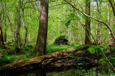 Ağaçların, Bialowieza Ormanı 'nın, Polonya' nın ve Avrupa 'nın etrafında duran suyla bahar zamanı alder-bataklık güneşli ormanı