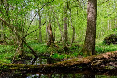 Ağaçların, Bialowieza Ormanı 'nın, Polonya' nın ve Avrupa 'nın etrafında duran suyla bahar zamanı alder-bataklık güneşli ormanı