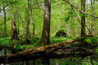 Ağaçların, Bialowieza Ormanı 'nın, Polonya' nın ve Avrupa 'nın etrafında duran suyla bahar zamanı alder-bataklık güneşli ormanı