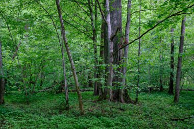 İlkbaharın sonlarında yaprak döken taze yeşil ağaçlarla çevrili yeşil ağaçlar çoğunlukla boynuz ve meşeler, Bialowieza Ormanı, Polonya, Avrupa