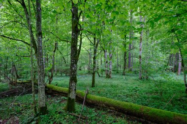 İlkbaharın sonlarında yaprak döken taze yeşil ağaçlarla çevrili yeşil ağaçlar çoğunlukla boynuz ve meşeler, Bialowieza Ormanı, Polonya, Avrupa