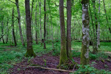 İlkbaharın sonlarında yaprak döken taze yeşil ağaçlarla çevrili yeşil ağaçlar çoğunlukla boynuz ve meşeler, Bialowieza Ormanı, Polonya, Avrupa