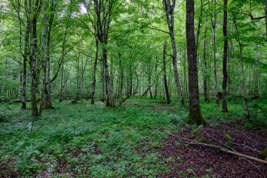 İlkbaharın sonlarında yaprak döken taze yeşil ağaçlarla çevrili yeşil ağaçlar çoğunlukla boynuz ve meşeler, Bialowieza Ormanı, Polonya, Avrupa