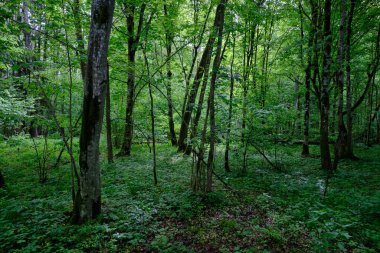 İlkbaharın sonlarında yaprak döken taze yeşil ağaçlarla çevrili yeşil ağaçlar çoğunlukla boynuz ve meşeler, Bialowieza Ormanı, Polonya, Avrupa