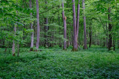 İlkbaharın sonlarında yaprak döken taze yeşil ağaçlarla çevrili yeşil ağaçlar çoğunlukla boynuz ve meşeler, Bialowieza Ormanı, Polonya, Avrupa