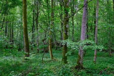 İlkbaharın sonlarında yaprak döken taze yeşil ağaçlarla çevrili yeşil ağaçlar çoğunlukla boynuz ve meşeler, Bialowieza Ormanı, Polonya, Avrupa