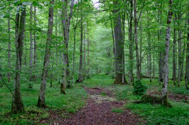 İlkbaharın sonlarında yaprak döken taze yeşil ağaçlarla çevrili yeşil ağaçlar çoğunlukla boynuz ve meşeler, Bialowieza Ormanı, Polonya, Avrupa
