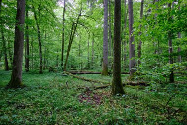 İlkbaharın sonlarında yaprak döken taze yeşil ağaçlarla çevrili yeşil ağaçlar çoğunlukla boynuz ve meşeler, Bialowieza Ormanı, Polonya, Avrupa