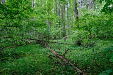 İlkbaharın sonlarında yaprak döken taze yeşil ağaçlarla çevrili yeşil ağaçlar çoğunlukla boynuz ve meşeler, Bialowieza Ormanı, Polonya, Avrupa