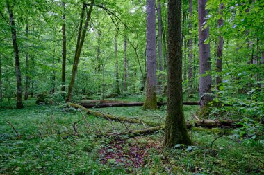 İlkbaharın sonlarında yaprak döken taze yeşil ağaçlarla çevrili yeşil ağaçlar çoğunlukla boynuz ve meşeler, Bialowieza Ormanı, Polonya, Avrupa