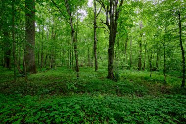 İlkbaharın sonlarında yaprak döken taze yeşil ağaçlarla çevrili yeşil ağaçlar çoğunlukla boynuz ve meşeler, Bialowieza Ormanı, Polonya, Avrupa