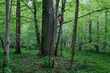 İlkbaharın sonlarında yaprak döken taze yeşil ağaçlarla çevrili yeşil ağaçlar çoğunlukla boynuz ve meşeler, Bialowieza Ormanı, Polonya, Avrupa