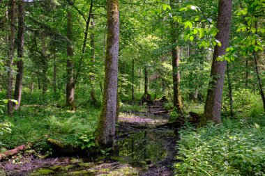 Küçük orman nehri Perebel, Bialowieza Ormanı, Polonya ve Avrupa 'nın boynuz, meşe ve alacakaranlıklarıyla ilkbahar sonlarında yaprak döken orman