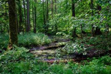 Küçük orman nehri Perebel, Bialowieza Ormanı, Polonya ve Avrupa 'nın boynuz, meşe ve alacakaranlıklarıyla ilkbahar sonlarında yaprak döken orman
