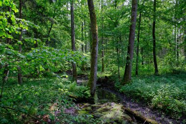 Küçük orman nehri Perebel, Bialowieza Ormanı, Polonya ve Avrupa 'nın boynuz, meşe ve alacakaranlıklarıyla ilkbahar sonlarında yaprak döken orman