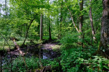 Küçük orman nehri Perebel, Bialowieza Ormanı, Polonya ve Avrupa 'nın boynuz, meşe ve alacakaranlıklarıyla ilkbahar sonlarında yaprak döken orman
