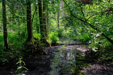 Küçük orman nehri Perebel, Bialowieza Ormanı, Polonya ve Avrupa 'nın boynuz, meşe ve alacakaranlıklarıyla ilkbahar sonlarında yaprak döken orman
