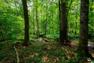 Küçük orman nehri Perebel, Bialowieza Ormanı, Polonya ve Avrupa 'nın boynuz, meşe ve alacakaranlıklarıyla ilkbahar sonlarında yaprak döken orman