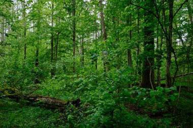 İlkbaharın sonlarında yaprak döken taze yeşil ağaçlarla çevrili yeşil ağaçlar çoğunlukla boynuz ve meşeler, Bialowieza Ormanı, Polonya, Avrupa