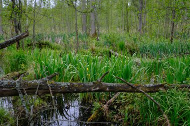 İlkbaharın sonlarında yaprak döken taze yeşil ağaçlarla çevrili yeşil ağaçlar çoğunlukla boynuz ve meşeler, Bialowieza Ormanı, Polonya, Avrupa