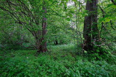 İlkbaharın sonlarında yaprak döken taze yeşil ağaçlarla çevrili yeşil ağaçlar çoğunlukla boynuz ve meşeler, Bialowieza Ormanı, Polonya, Avrupa