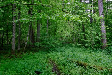 İlkbaharın sonlarında yaprak döken taze yeşil ağaçlarla çevrili yeşil ağaçlar çoğunlukla boynuz ve meşeler, Bialowieza Ormanı, Polonya, Avrupa