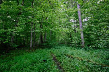 İlkbaharın sonlarında yaprak döken taze yeşil ağaçlarla çevrili yeşil ağaçlar çoğunlukla boynuz ve meşeler, Bialowieza Ormanı, Polonya, Avrupa