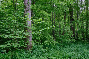 İlkbaharın sonlarında yaprak döken taze yeşil ağaçlarla çevrili yeşil ağaçlar çoğunlukla boynuz ve meşeler, Bialowieza Ormanı, Polonya, Avrupa