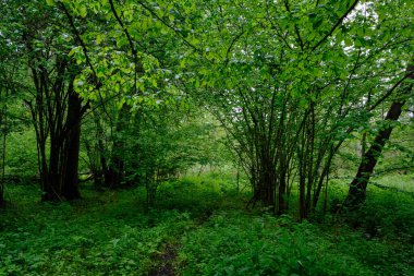 İlkbaharın sonlarında yaprak döken taze yeşil ağaçlarla çevrili yeşil ağaçlar çoğunlukla boynuz ve meşeler, Bialowieza Ormanı, Polonya, Avrupa