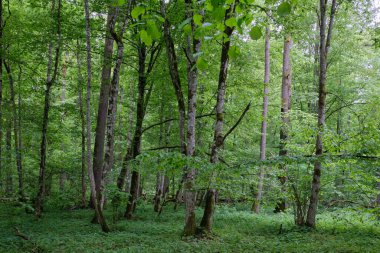 İlkbaharın sonlarında yaprak döken taze yeşil ağaçlarla çevrili yeşil ağaçlar çoğunlukla boynuz ve meşeler, Bialowieza Ormanı, Polonya, Avrupa