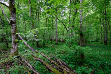 İlkbaharın sonlarında yaprak döken taze yeşil ağaçlarla çevrili yeşil ağaçlar çoğunlukla boynuz ve meşeler, Bialowieza Ormanı, Polonya, Avrupa