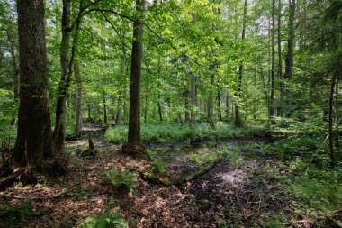 Küçük orman nehri Perebel, Bialowieza Ormanı, Polonya ve Avrupa 'nın boynuz, meşe ve alacakaranlıklarıyla ilkbahar sonlarında yaprak döken orman