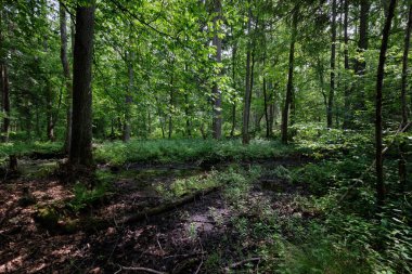 Küçük orman nehri Perebel, Bialowieza Ormanı, Polonya ve Avrupa 'nın boynuz, meşe ve alacakaranlıklarıyla ilkbahar sonlarında yaprak döken orman
