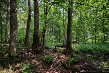 Küçük orman nehri Perebel, Bialowieza Ormanı, Polonya ve Avrupa 'nın boynuz, meşe ve alacakaranlıklarıyla ilkbahar sonlarında yaprak döken orman