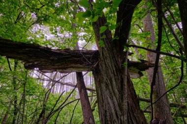İlkbaharın sonlarında yaprak döken taze yeşil ağaçlarla çevrili yeşil ağaçlar çoğunlukla boynuz ve meşeler, Bialowieza Ormanı, Polonya, Avrupa