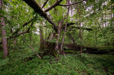 İlkbaharın sonlarında yaprak döken taze yeşil ağaçlarla çevrili yeşil ağaçlar çoğunlukla boynuz ve meşeler, Bialowieza Ormanı, Polonya, Avrupa
