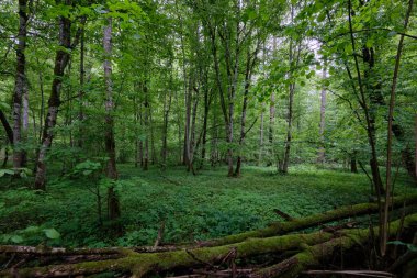 İlkbaharın sonlarında yaprak döken taze yeşil ağaçlarla çevrili yeşil ağaçlar çoğunlukla boynuz ve meşeler, Bialowieza Ormanı, Polonya, Avrupa