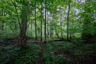 İlkbaharın sonlarında yaprak döken taze yeşil ağaçlarla çevrili yeşil ağaçlar çoğunlukla boynuz ve meşeler, Bialowieza Ormanı, Polonya, Avrupa