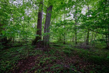İlkbaharın sonlarında yaprak döken taze yeşil ağaçlarla çevrili yeşil ağaçlar çoğunlukla boynuz ve meşeler, Bialowieza Ormanı, Polonya, Avrupa