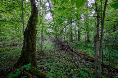 İlkbaharın sonlarında yaprak döken taze yeşil ağaçlarla çevrili yeşil ağaçlar çoğunlukla boynuz ve meşeler, Bialowieza Ormanı, Polonya, Avrupa