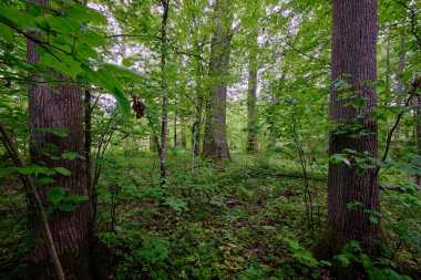 İlkbaharın sonlarında yaprak döken taze yeşil ağaçlarla çevrili yeşil ağaçlar çoğunlukla boynuz ve meşeler, Bialowieza Ormanı, Polonya, Avrupa
