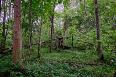 İlkbaharın sonlarında yaprak döken taze yeşil ağaçlarla çevrili yeşil ağaçlar çoğunlukla boynuz ve meşeler, Bialowieza Ormanı, Polonya, Avrupa