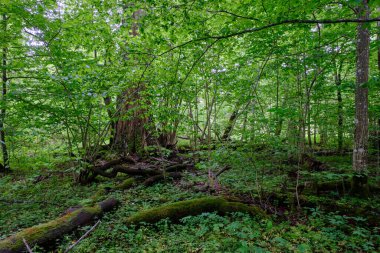 İlkbaharın sonlarında yaprak döken taze yeşil ağaçlarla çevrili yeşil ağaçlar çoğunlukla boynuz ve meşeler, Bialowieza Ormanı, Polonya, Avrupa