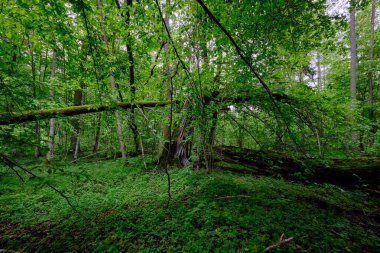 İlkbaharın sonlarında yaprak döken taze yeşil ağaçlarla çevrili yeşil ağaçlar çoğunlukla boynuz ve meşeler, Bialowieza Ormanı, Polonya, Avrupa