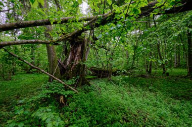 İlkbaharın sonlarında yaprak döken taze yeşil ağaçlarla çevrili yeşil ağaçlar çoğunlukla boynuz ve meşeler, Bialowieza Ormanı, Polonya, Avrupa